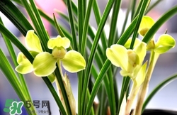 蘭花怎么養(yǎng)？蘭花怎么種？