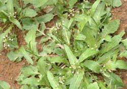 野生薺菜幾月份有？野生薺菜什么時(shí)候有？