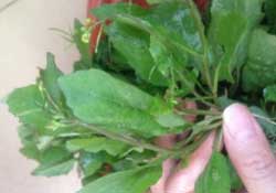 春天吃什么野菜好？春天吃什么野菜降血壓？
