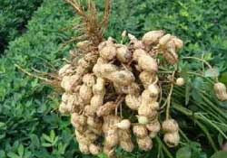 春天能種花生嗎？春天什么時候種花生？
