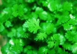 春天能種香菜嗎？香菜幾月份播種？