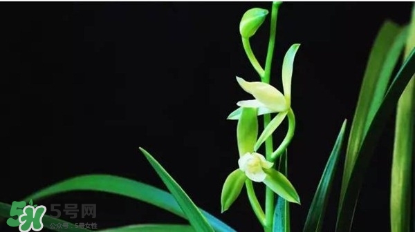 蘭花怎么養(yǎng)？蘭花怎么種？
