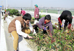 植樹節(jié)可以種什么植物？植樹節(jié)種什么植物好？