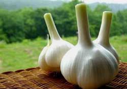 大蒜爛了一點(diǎn)還能吃嗎？大蒜爛根是怎么回事？