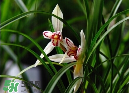 蘭花怎么養(yǎng)？蘭花怎么種？