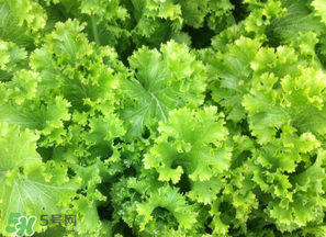 春天能種生菜嗎？生菜春天可以種嗎？