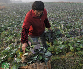 春天能種油菜嗎？油菜春天什么時候種植？