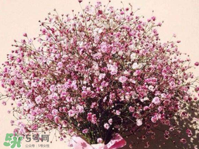 春天能種滿天星嗎？什么時(shí)候最適合種植滿天星？