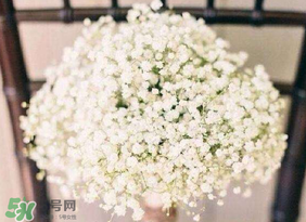春天能種滿天星嗎？什么時(shí)候最適合種植滿天星？