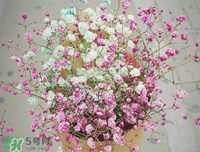 春天能種滿天星嗎？什么時(shí)候最適合種植滿天星？