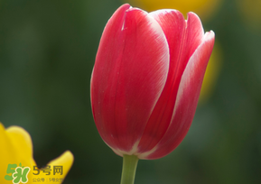 春天可以種郁金香嗎？郁金香可以春天種嗎？