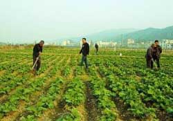春天能種油菜嗎？油菜春天什么時(shí)候種植？