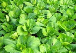 春天種植什么蔬菜好？春季適合種植的蔬菜