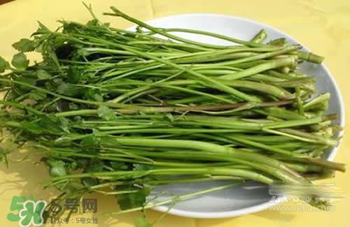 吃野芹菜會中毒嗎？吃野芹菜中毒了怎么辦？