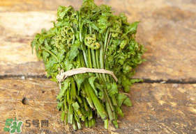 蕨菜可以冷凍嗎？蕨菜可以放冰箱嗎？