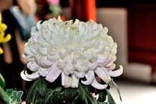 清明節(jié)掃墓買什么顏色菊花？清明節(jié)上墳用什么顏色菊花？