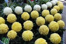清明節(jié)掃墓買什么顏色菊花？清明節(jié)上墳用什么顏色菊花？