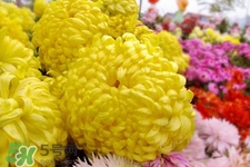 清明節(jié)掃墓為什么用菊花？清明節(jié)上墳為什么要送菊花？