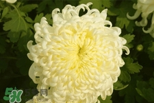 清明節(jié)掃墓為什么用菊花？清明節(jié)上墳為什么要送菊花？