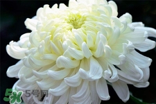 清明節(jié)掃墓為什么用菊花？清明節(jié)上墳為什么要送菊花？