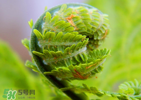 蕨菜怎么處理？新鮮蕨菜怎么處理？