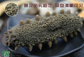 春天能吃海參嗎？春天吃海參效果好嗎？