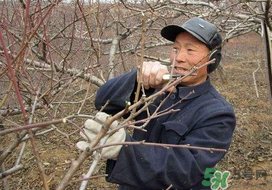 春天桃樹能剪枝嗎？桃樹春季什么時(shí)間剪枝？