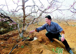 桃樹(shù)春天什么時(shí)候澆水？桃樹(shù)什么時(shí)候澆水？