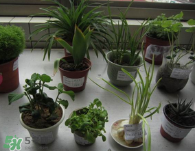 春天種什么植物？春天適合種什么植物？