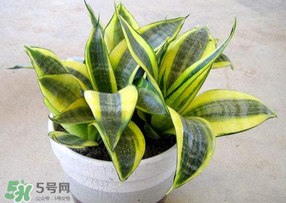 春天種什么植物？春天適合種什么植物？