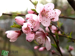 四月份還有桃花嗎？桃花幾月份開？