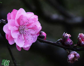 四月份還有桃花嗎？桃花幾月份開？