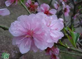 四月份還有桃花嗎？桃花幾月份開？