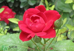 春天可以種玫瑰嗎？春天適合種玫瑰嗎？