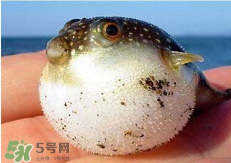 河豚怎么吃才沒毒？吃河豚的禁忌