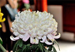 清明節(jié)掃墓買什么顏色菊花？清明節(jié)上墳用什么顏色菊花？