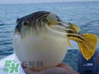 河豚怎么吃才沒毒？吃河豚的禁忌