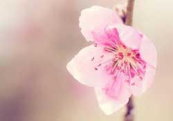 四月份還有桃花嗎？桃花幾月份開？