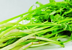 吃野芹菜會(huì)中毒嗎？吃野芹菜中毒了怎么辦？