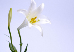 清明節(jié)上墳可以帶百合花嗎？清明節(jié)掃墓能用百合花嗎？