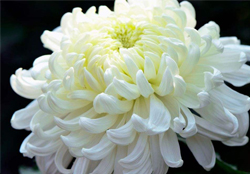 清明節(jié)掃墓為什么用菊花？清明節(jié)上墳為什么要送菊花？