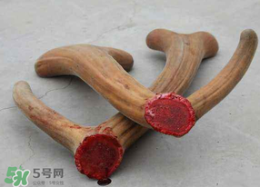 ?春天可以吃鹿茸嗎？鹿茸什么季節(jié)吃最合適？