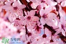春分是春天的開(kāi)始嗎？春分是春天來(lái)的意思嗎？