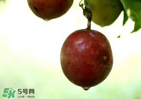 春天能吃百香果嗎？春天吃百香果好嗎？