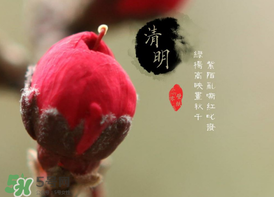 清明節(jié)為什么要吃清明果？為什么清明節(jié)要吃清明果？