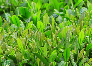 清明茶什么時候采？采清明茶什么時候結(jié)束？