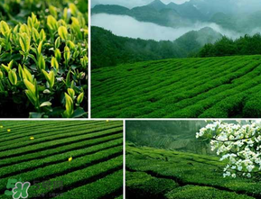 清明茶什么時候采？采清明茶什么時候結(jié)束？