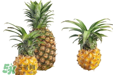 菠蘿可以吸甲醛嗎？菠蘿可以除甲醛嗎？