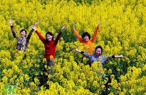 四月份還有油菜花嗎？4月份還有油菜花嗎？