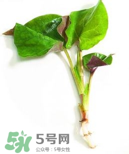 折耳根的功效與作用 折耳根有什么功效？